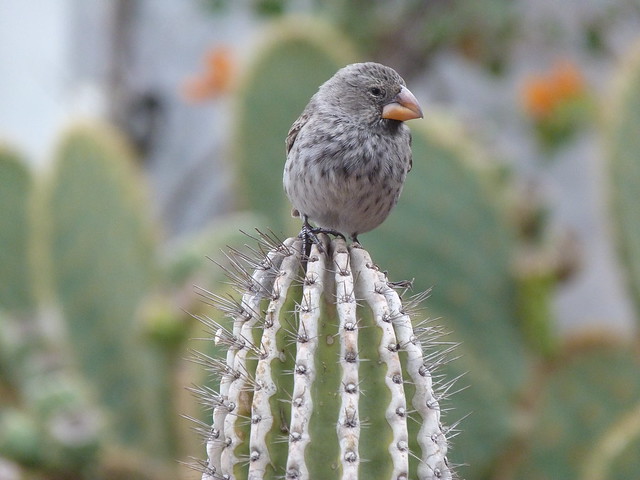 Pinzón sobre un cactus (islas Galápagos)