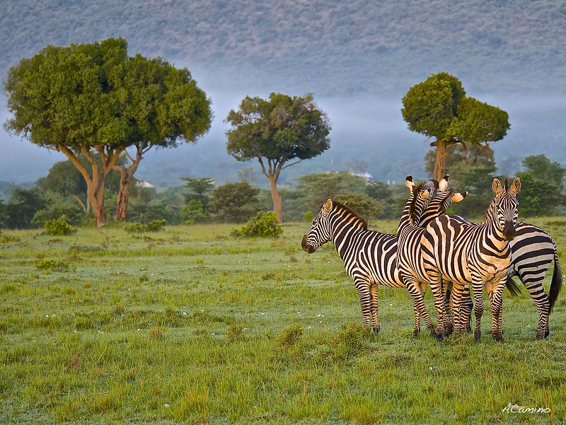 12 días de Safari en Kenia: Jambo bwana - Blogs de Kenia - Excursion a pie por el rio Mara y visita a los Masais (1)