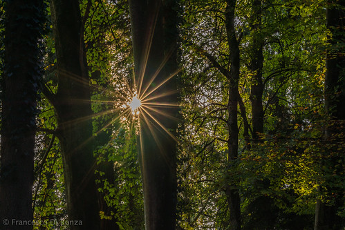 wil schweiz landschaftlandscape sanktgallen naturnature sonnesun lichtlight waldforest bäumetrees