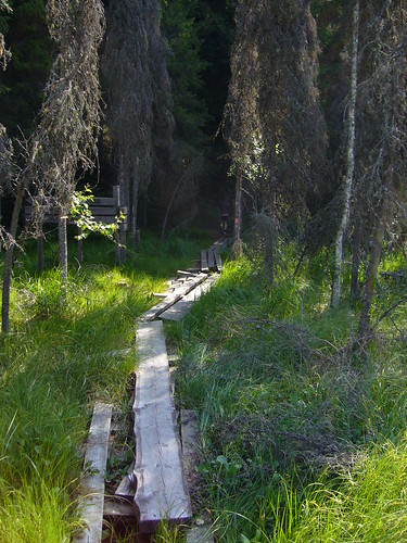 summer forest finland geotagged path july 2006 pk fin bog pohjoiskarjala 200607 kontiolahti duckboards 20060712 kolvananuuro geo:lat=6285789300 geo:lon=2997882500