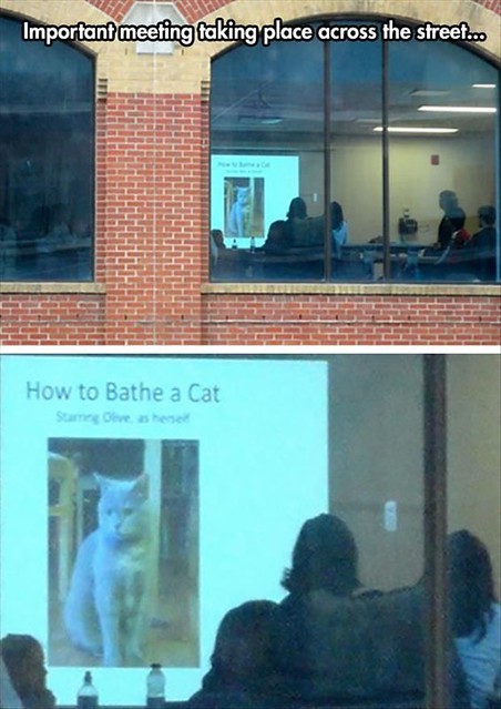 How to Bathe A Cat