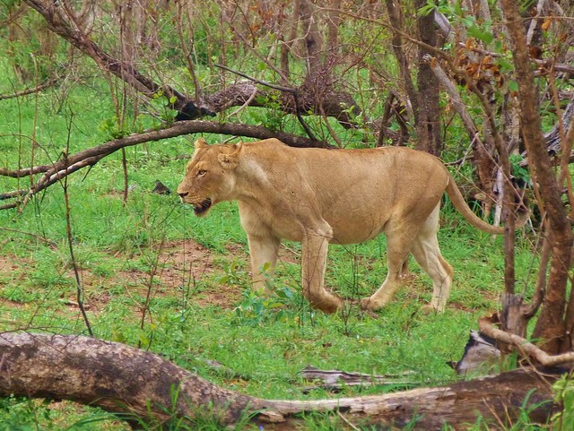 Leona en el parque Kruger de Sudáfrica