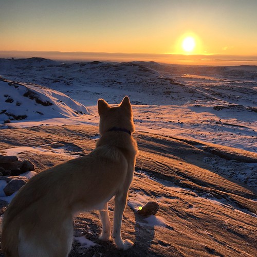 sunset dog pet sun nunavut iqaluit