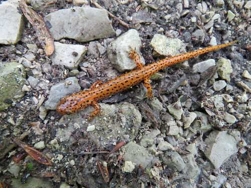 statepark orange indiana salamander mccormickscreek cavesalamander eurycealucifuga spottedtailsalamander