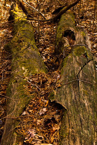 tree rot leaves forest dead fallen