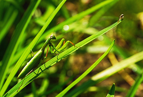 nature mantis spider hungary comic natur spinne ungarn balaton magyarorszag zala plattensee gottesanbeterin mantisreligiosa zalamegye elkaypics zalakomitat lutzkoch szenrpéterúr