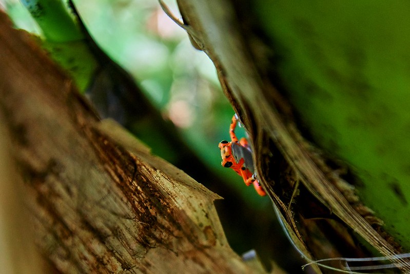 Strawberry Poison dart frog  - Bocas del Toro