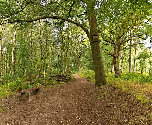 trees woodland bench woods path walk seat sony country lancashire shade sunlit stroll pathway ormskirk meresandswood a65 undergowth sonya65 slta65
