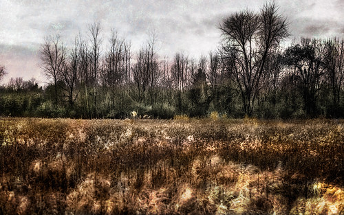 trees ohio forest landscape colorized ilfordxp2400 nikonfe2 pictorialism oakopeningsmetropark autumnlandscapes texturedlandscape epsonv600