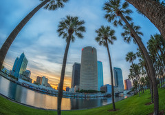Tampa and Alternating Palm Trees