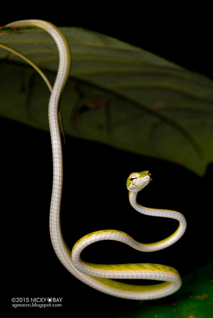 Big-eye green whip snake (Ahaetulla mycterizans) - DSC_5296