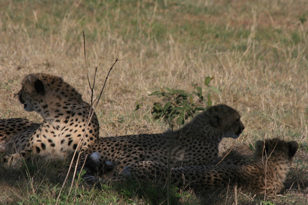 MEMORIAS DE KENIA 14 días de Safari - Blogs de Kenia - MASAI MARA III (28)