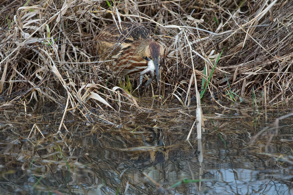 An American bittern prepares holds a large bullfrog in its mouth