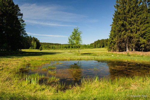 bayern moor bayerischerwald renaturierung naturparkbayerischerwald todtenau