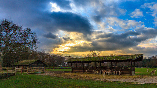 sunset sky cloud sun nature animals automne lyon doe