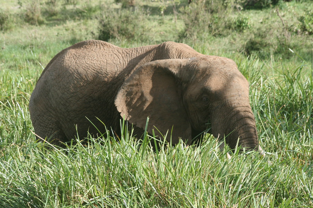 MEMORIAS DE KENIA 14 días de Safari - Blogs de Kenia - AMBOSELI I (6)