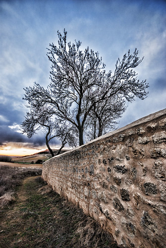 sunset naturaleza tree muro nature wall landscape arbol atardecer stones valladolid campo piedras castilla urueña