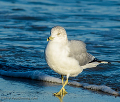 Strolling Ring-billed Gull @ Folly Field Beach - Hilton Head Island, SC
