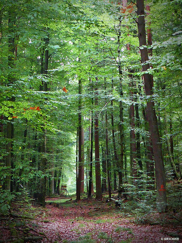 forest germany deutschland path wald weg rheinlandpfalz deerstand hochsitz donnersberg rhinelandpalatinate isrun sippersfeld isrunbohlinger