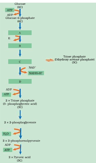 Respiration in Plants/
