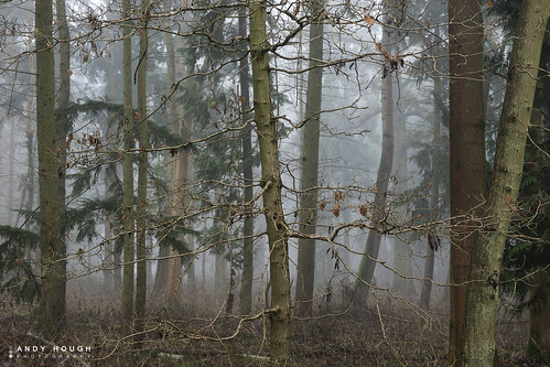 wood trees england mist nature woodland unitedkingdom sony trunk delicate dorchester tendrils southoxfordshire a99 sonyalpha andyhough slta99v littlewittenhamwood andyhoughphotography
