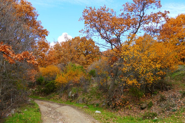 Castañar de Casillas en otoño (Valle del Tiétar, Ávila)