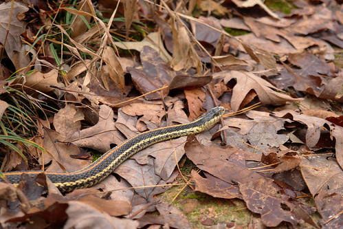 autumn fall garter snake arkansas serpent repitle snakethamnophissirtalis