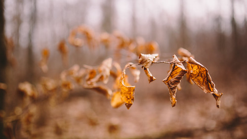 autumn winter nature leaves wisconsin midwest december bokeh depthoffield canoneos5dmarkiii sigma35mmf14dghsmart dualiso