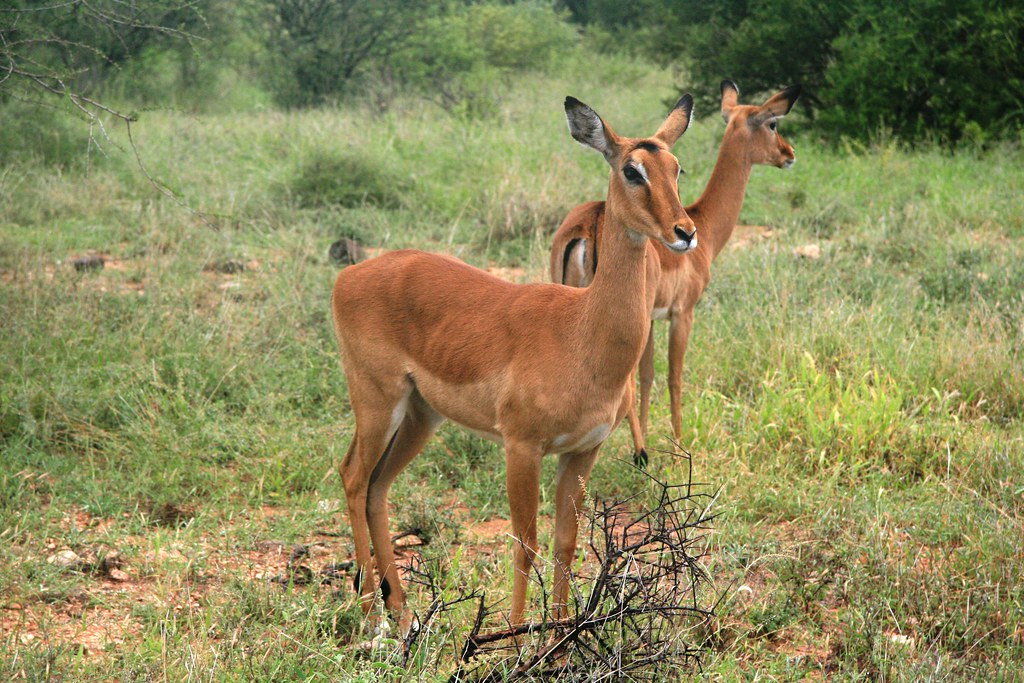 SAMBURU I - MEMORIAS DE KENIA 14 días de Safari (24)