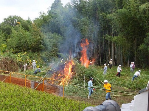 焚燒竹子。