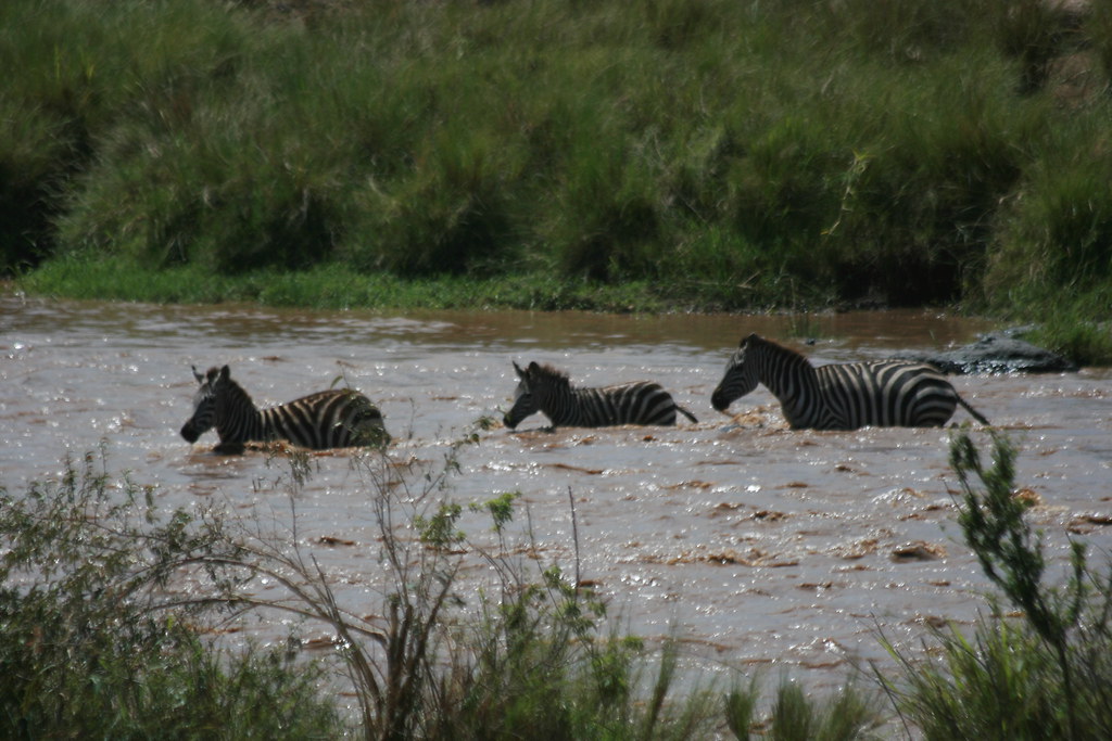 MASAI MARA IV - MEMORIAS DE KENIA 14 días de Safari (26)