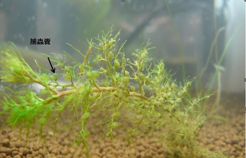 黃花狸藻的植株，圖中綠色圓圓的囊狀構造即為捕蟲囊。植株長度不一定，最長可達100 cm。捕蟲囊一般大小為1.5 mm（長軸長度）。圖片作者：馬瑪宣