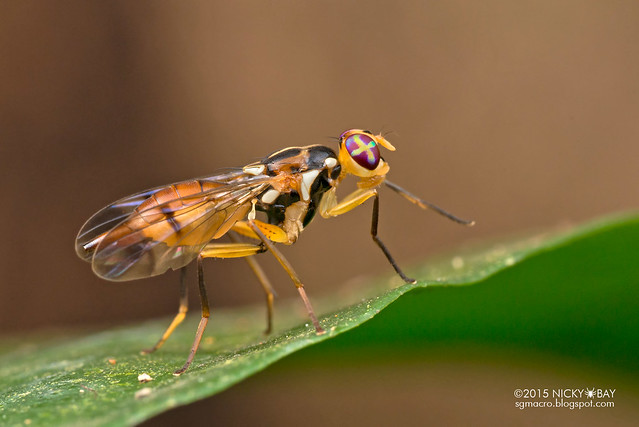 Fruit fly (Adrama sp.) - DSC_6292