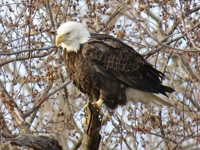 Bald Eagle at the Lock & Dam in Quincy, IL 05