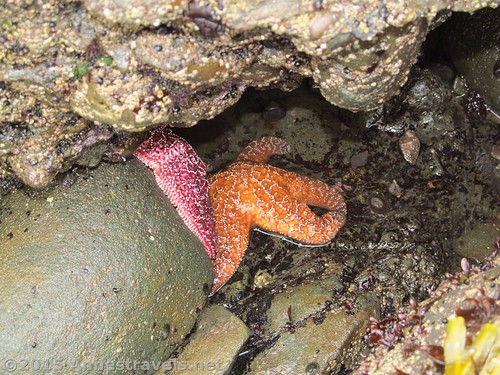 Sea stars in a tide pool south of Third Beach, Olympic National Park, Washington