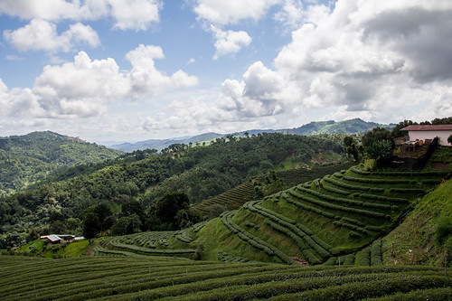 thailand chiangrai teeplantagen maesalongnok