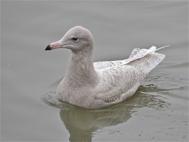Glaucous Gull (1st Cycle) with Herring Gull at Peoria Lake in Peoria County, IL 12