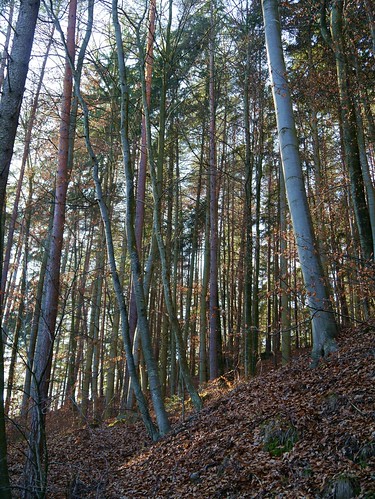 trees forest austria österreich pines wald bäume niederösterreich autriche föhren beeches warth buchen loweraustria buckligewelt kulm kirchau