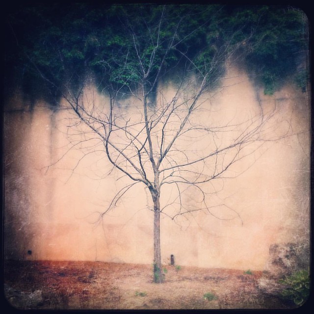 Deadbud Tree