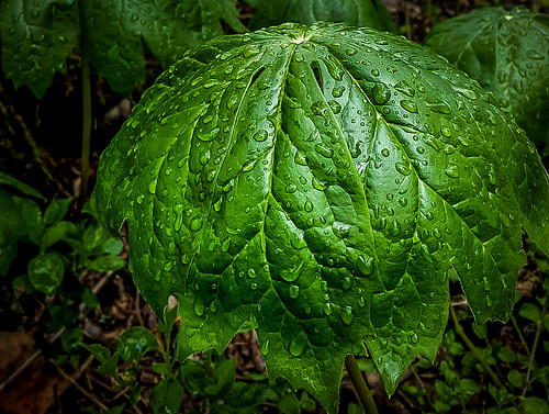 plant rain forest umbrella leaf foliage moisture lehighvalley easton dltrail leaningladder