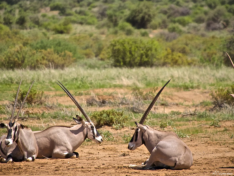 Safari en Samburu: Jirafas, Elefantes, Leones, Guepardos y muchísimos pájaros - 12 días de Safari en Kenia: Jambo bwana (46)
