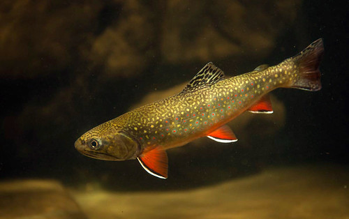 A Southern Appalachian Brook Trout is part of the colorful aquatic biodiversity found on the Cherokee National Forest in Tennessee.  (Photo courtesy of Dave Herasimtschuk © Freshwaters Illustrated).