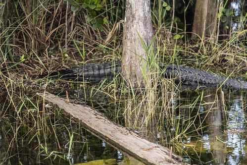 alligators evergladesflorida2014maldurbinsunsetsundown