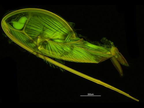 insect ovipositor showing where muscles attach
