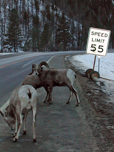 Bighorn Sheep are attracted by road salt (U.S. Forest Service)