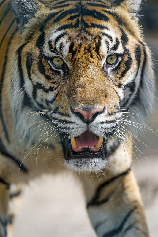 Walking male Sumatran tiger looking at me