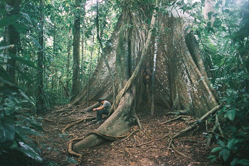 tree green film peru amazon rainforest roots jungle madrededios buttressroots