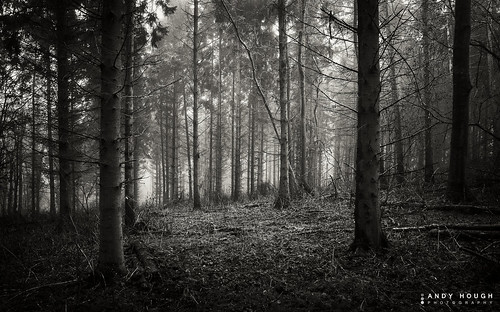 wood england woodland unitedkingdom sony wallingford conifers southoxfordshire a99 sonyalpha andyhough slta99v littlewittenhamwood andyhoughphotography