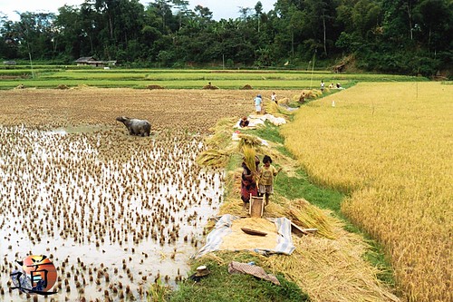 rice culture asie paysage sulawesi riz boeuf toraja indonésie rizière célèbes indonésien