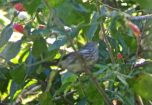 jamaica jamaicabirds